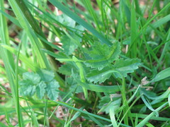 Pimpinella major
