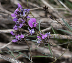 Glycine rubiginosa