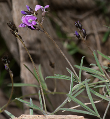 Glycine rubiginosa