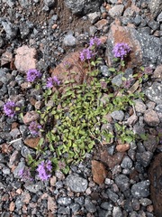 Thymus nummularius