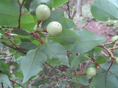 Lindera praecox
