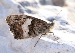 Hipparchia neomiris