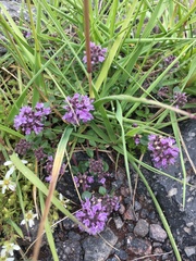 Thymus nummularius