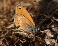 Coenonympha corinna