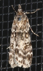 Scoparia syntaracta