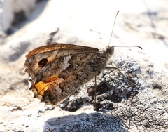 Hipparchia aristaeus