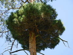Phytoplasma pini