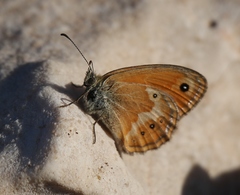 Coenonympha corinna
