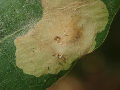 Tischeria ekebladella