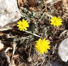 Hypochaeris cretensis