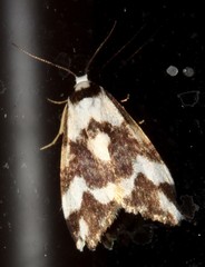 Thallarcha staurocola