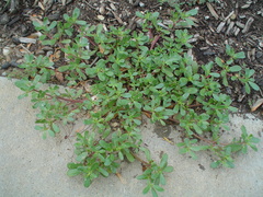 Portulaca oleracea