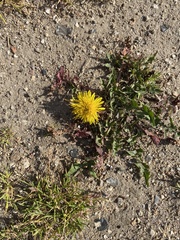 Taraxacum
