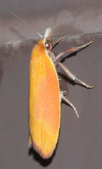Wingia hesperidella