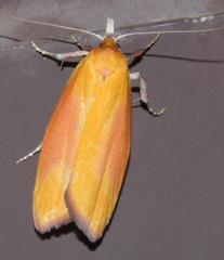 Wingia hesperidella