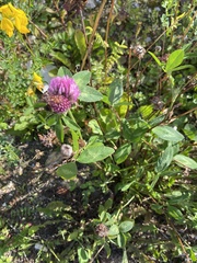 Trifolium pratense