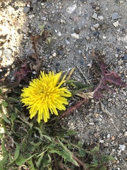 Taraxacum