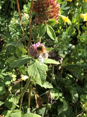 Bombus