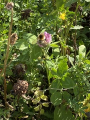 Bombus