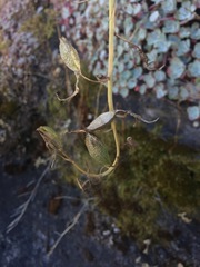 Camassia quamash
