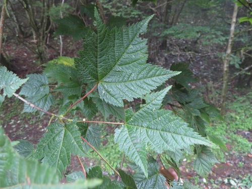 pointed-leaf maple (Acer argutum)