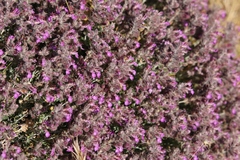 Teucrium marum
