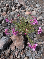 Chamaenerion colchicum