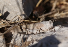 Oedipoda fuscocincta