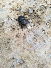 Lucanus tetraodon
