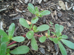 Portulaca oleracea