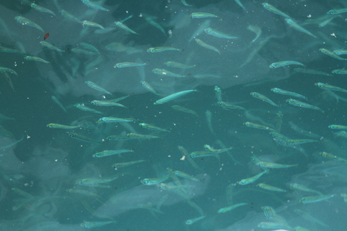 Tropical silverside (Atherinomorus duodecimalis) — Atherinidae — 3