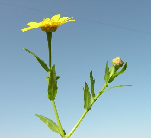 Corn Marigold