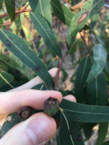 Sydney red gum (Angophora costata)