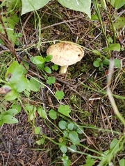 Suillus sibiricus
