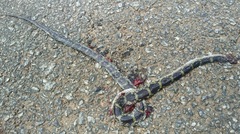 Lycodon travancoricus