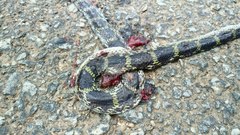 Lycodon travancoricus