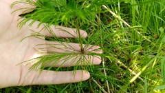 Equisetum sylvaticum image