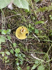 Suillus sibiricus
