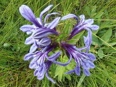 Lobelia sessilifolia