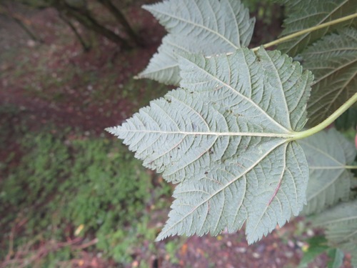 Image of Acer argutum by (c) Marco Mussita, some rights reserved (CC BY)