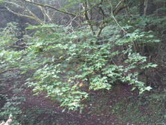 Acer argutum
