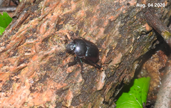 Phelotrupes auratus
