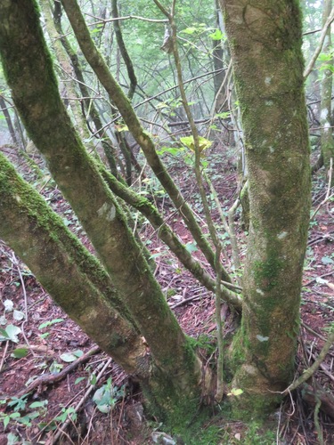 Image of Acer argutum by (c) Marco Mussita, some rights reserved (CC BY)
