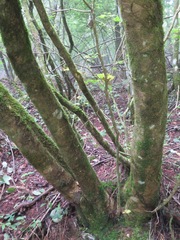 Acer argutum