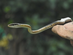 Dendrelaphis tristis