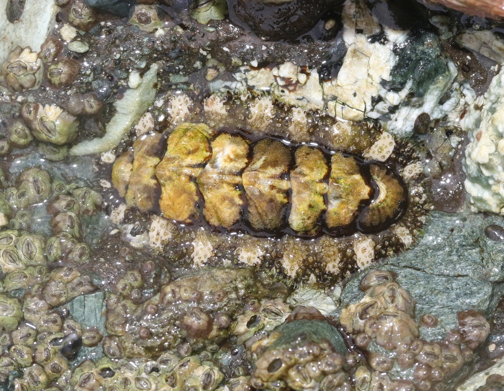 Nuttallina