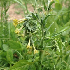 Lithospermum strictum