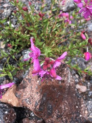 Chamaenerion colchicum