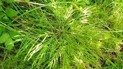 Equisetum sylvaticum image