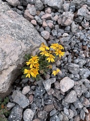 Senecio leucanthemifolius caucasicus